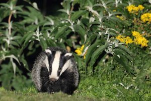 dublin Park Badgers