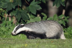 dublin Park Badgers