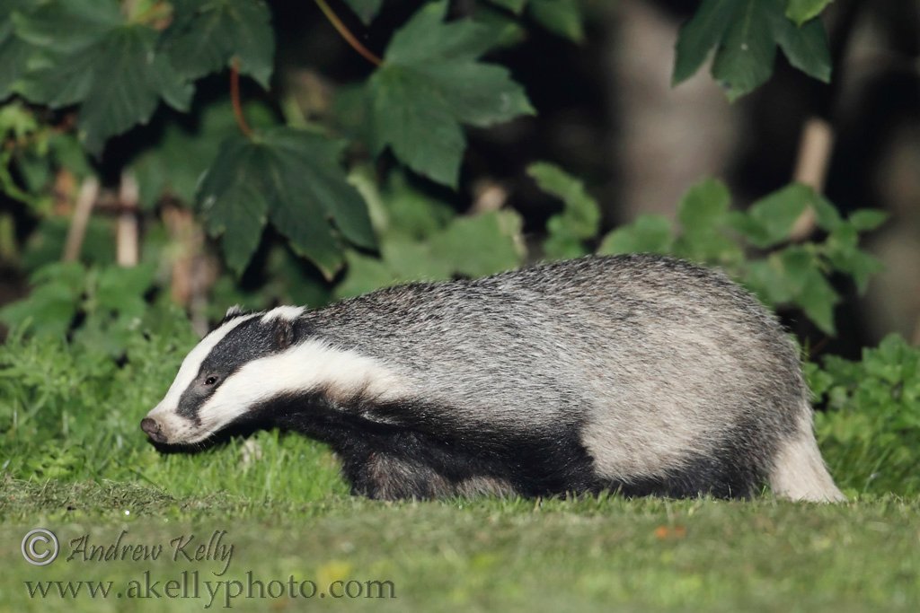 Dublin Park Badgers
