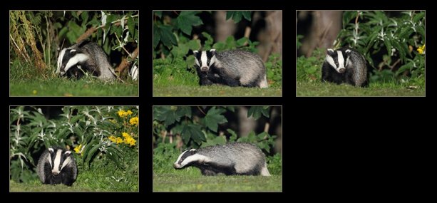 Badger Gallery