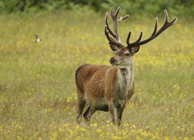 Red Deer and Swallow