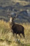 Sika Deer Stag