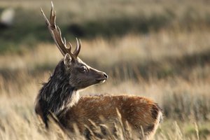 Sika Deer