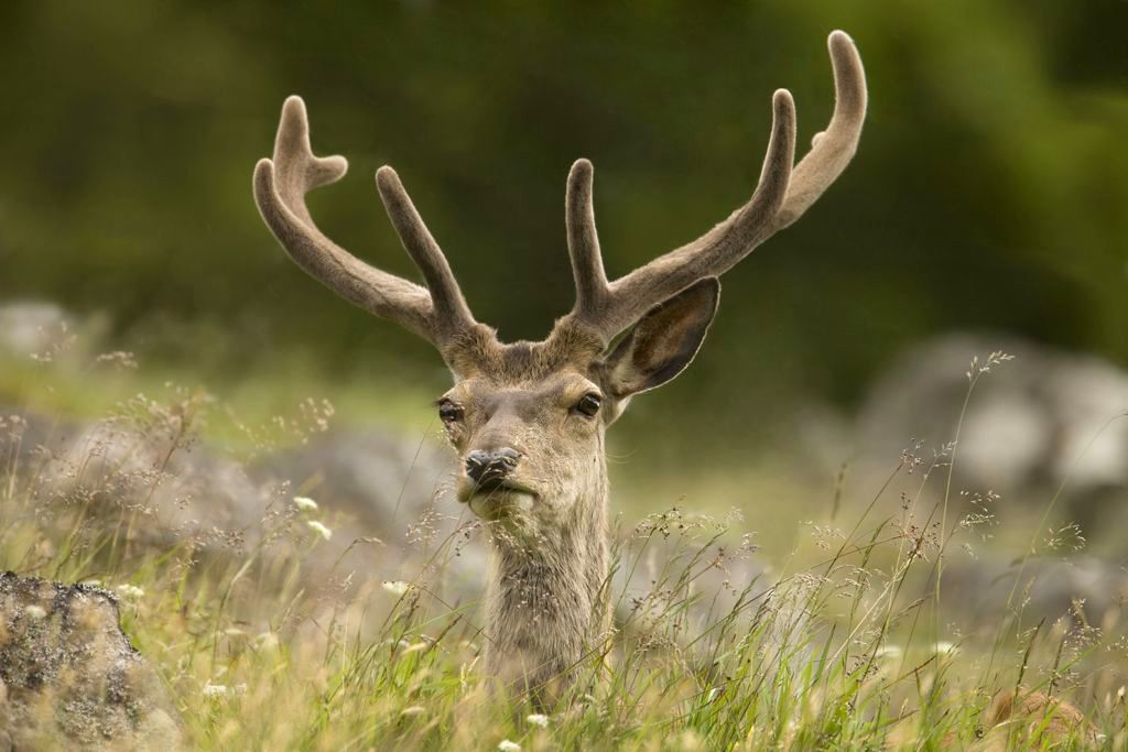 Red Deer sitting in Grass
