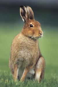 Irish Mountain Hare