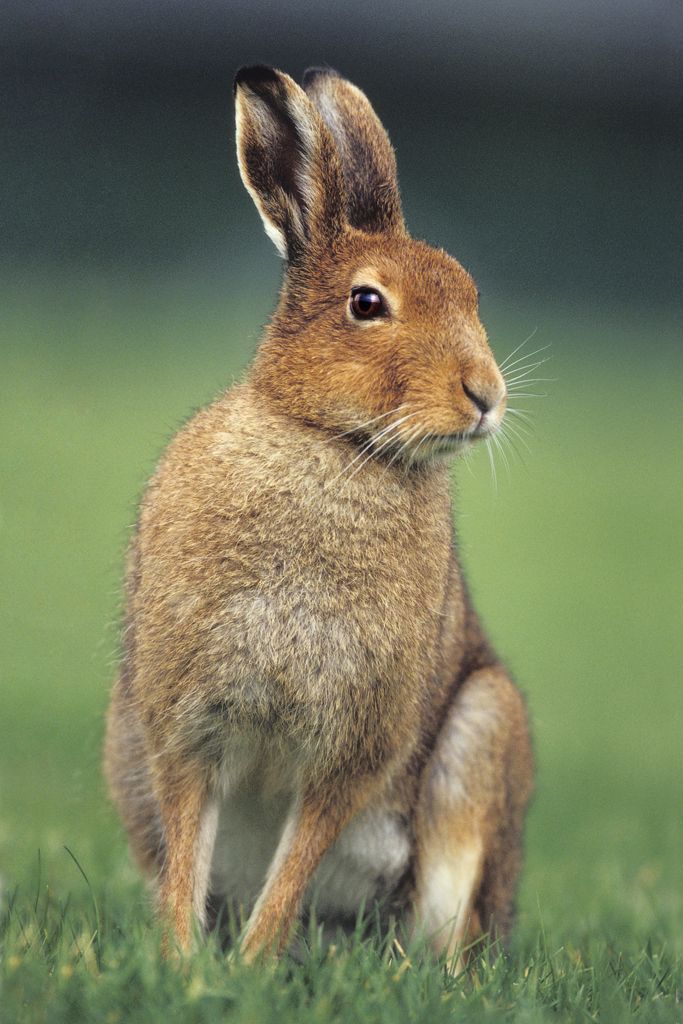 Irish Mountain Hare,Lepus timidus hibernicus