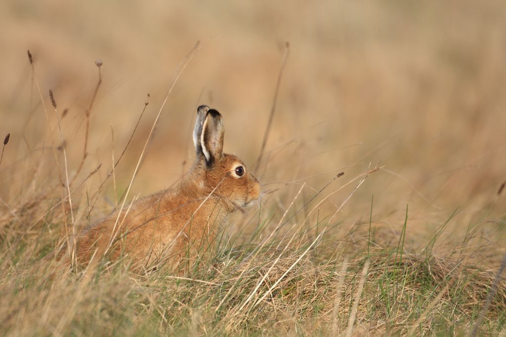 Irish Mountain Hare in Grass