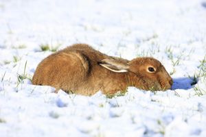 Irish Mountain Hare in Snow