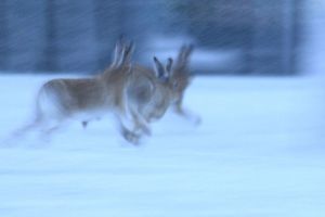 Irish Mountain Hare Running in Snow