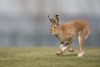 Irish Mountain Hare Gallery