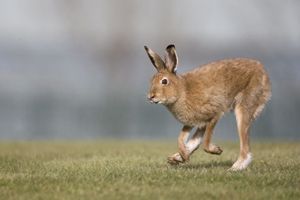 Irish Mountain Hare Running
