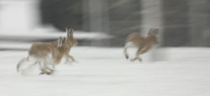 Hares Running Through Snow