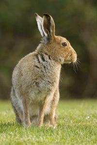 Irish Mountain Hare Portrait