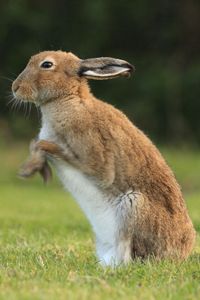 Irish Mountain Hare Scratching