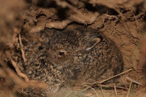 Irish Mountain Hare Leverets