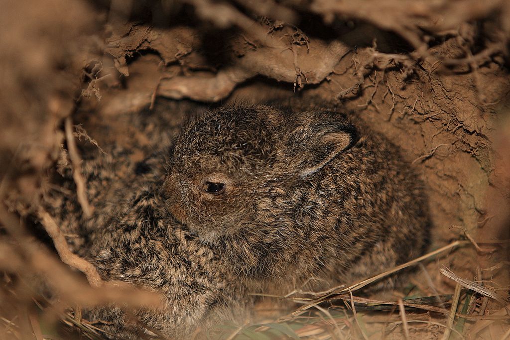 Irish Mountain Hare Leverets