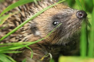 Hedgehog
