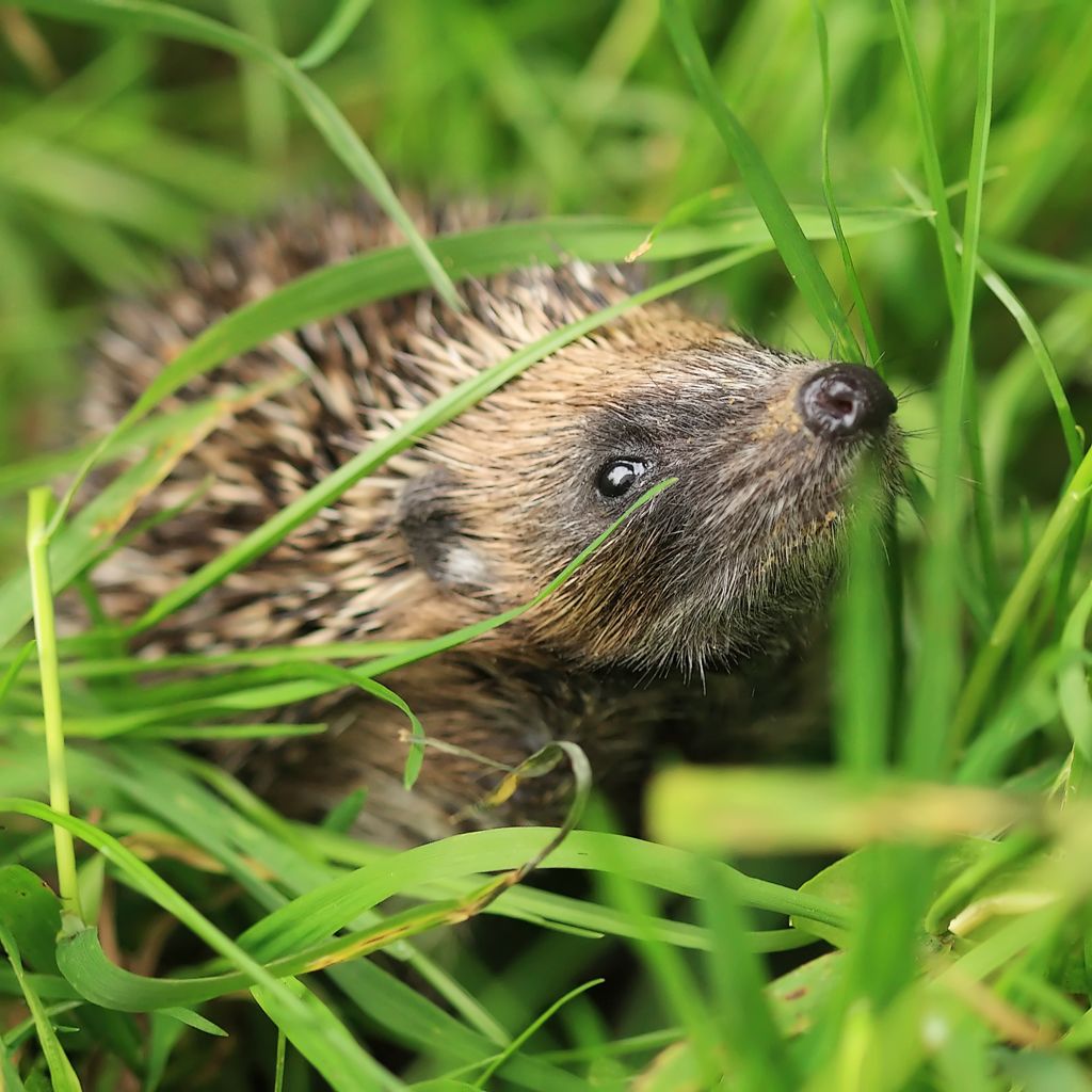 Hedgehog in Grass