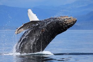 Humpback Whale Breaching Picture