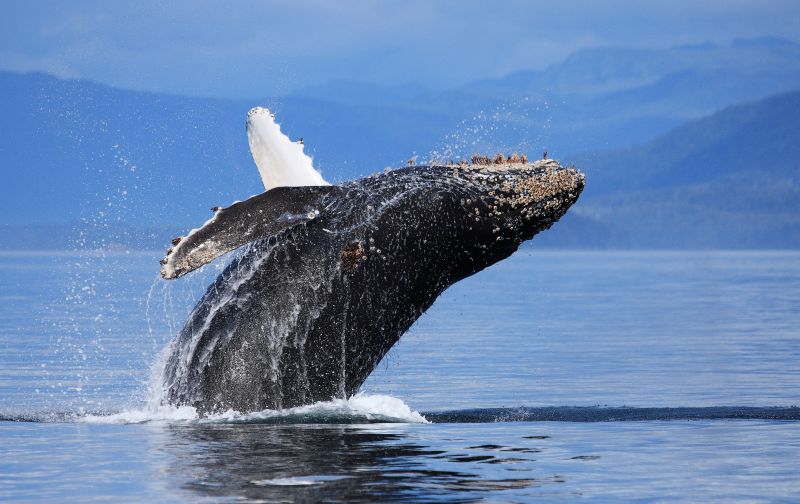 Humpback Whale Breaching Picture, Megaptera novaeangliae, Gallery One