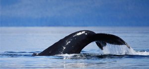 Humpback Whale Side View With Water Streaming From Fluke