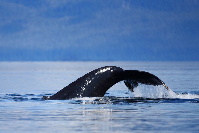 Humpback Whale Side View With Water Streaming From Fluke, Megaptera novaeangliae, Gallery One