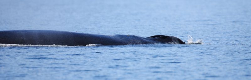 Humpback Whale Showing Blowhole, Megaptera novaeangliae, Gallery One