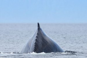 Humpback Whale Showing Arched Back