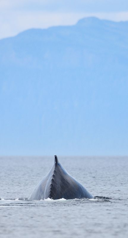 Humpback Whale Showing Arched Back, Megaptera novaeangliae, Gallery One