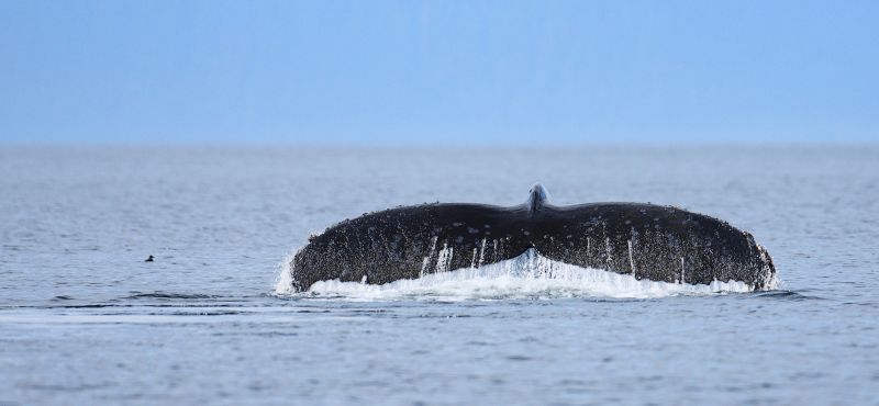 Humpback Whale, Fluke Low Over Water, Megaptera novaeangliae, Gallery One