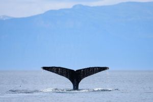 Humpback Whale With Vertical Fluke