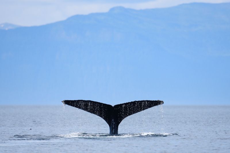 Humpback Whale With Vertical Fluke, Megaptera novaeangliae, Gallery One
