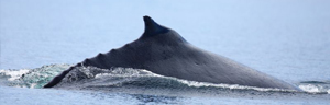 Humpback Whale Showing Dorsal Fin