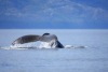 Humpback Whale