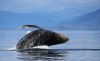 Humpback Whale