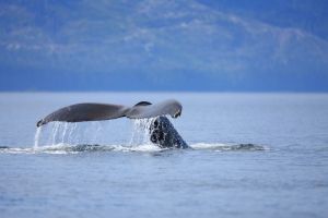 Humpback Whale Diving