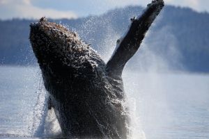 Humpback Whale Breaching, Close Enough to see Tubercules