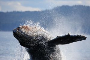 Water Falls From Breaching Humpback Whale