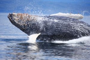 Humpback Whale Breaching Showing Ventral Groves