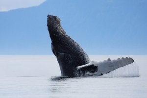 Humpback Whale Extending Upright From the Water