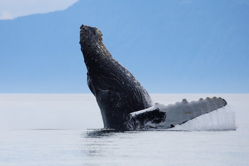 Humpback Whale Extending Upright From the Water, Megaptera novaeangliae, Gallery Two