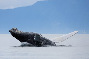 Humpback Whale Backflip