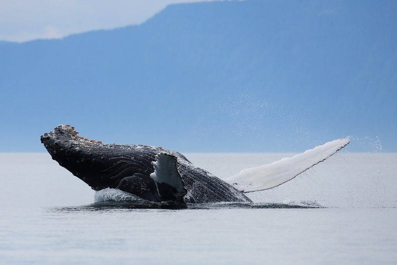 Humpback Whale Backflip, Megaptera novaeangliae, Gallery Two