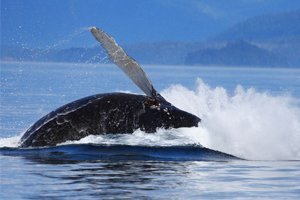 Humpback Whale Breaching Re-Entering Water