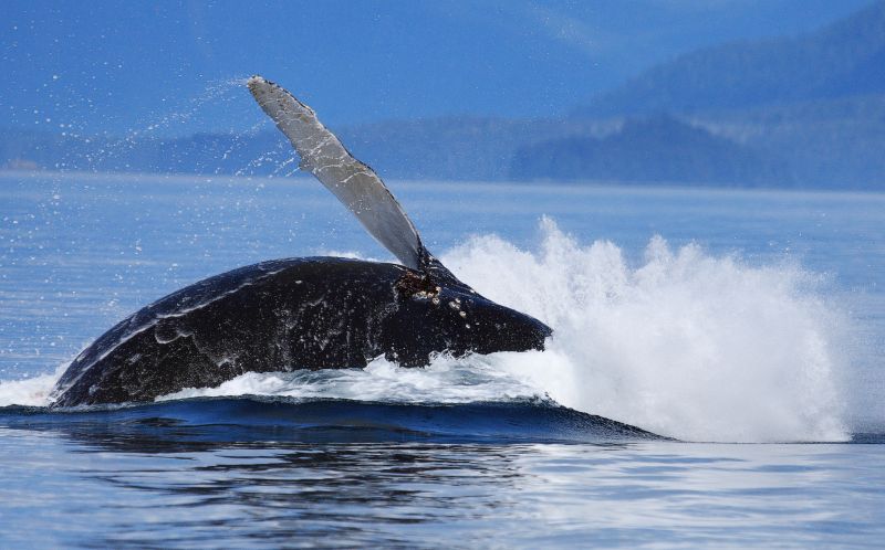 Whale Breaching Re-Entering Water, Megaptera novaeangliae, Gallery One
