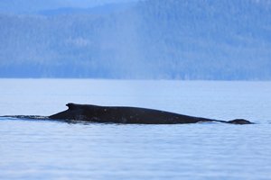 Humpback Whale Side Profile