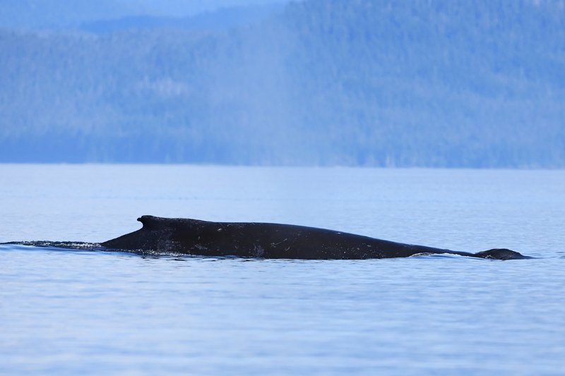 Humpback Whale Side Profile, Megaptera novaeangliae, Gallery Two