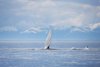 Humpback Whale