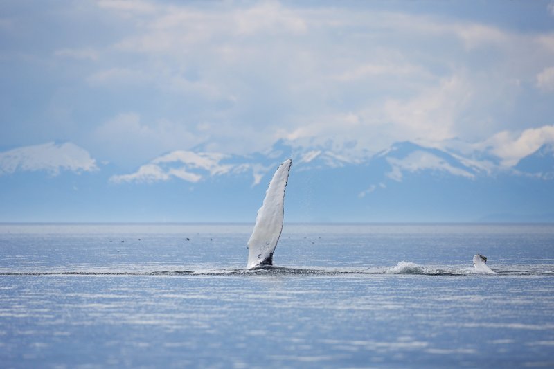 Humpback Whale Showing Enormous Pectoral Fin