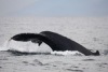 Humpback Whale